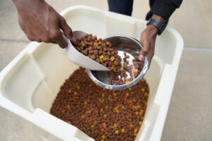 Kibble being scooped from a tub and poured into a metal bowl