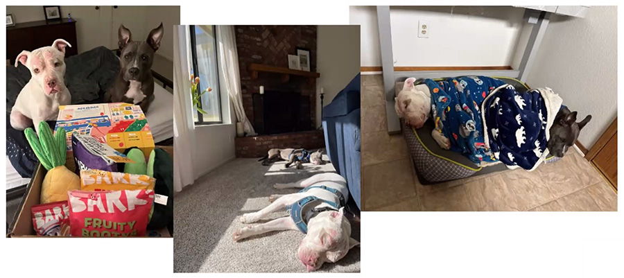 A double-success story: Izzy shared that Elfie (the gray Pittie snoozing under the polar bear blanket) was the longest-stay dog in the shelter until she was adopted via the adoption trial program—by the same family who used the trial program years earlier to adopt Tofu, Elfie’s new best friend.