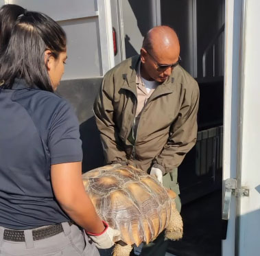 Animal control officers carry a large tortoise to safety